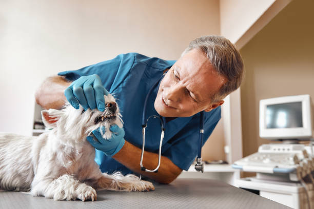 Best Emergency Treatment for Dental Infections or Abscesses in Keystone, FL
